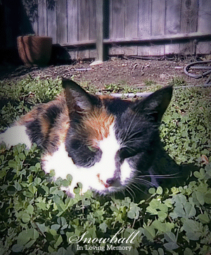 Nature's Notions Snowball our Cat